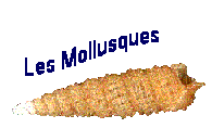 Les mollusques de la Réunion