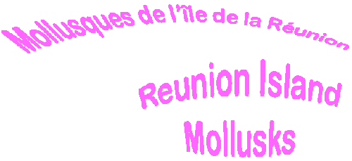site sur les Mollusques de la réunion